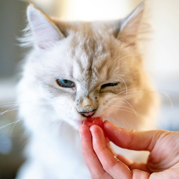 Pet Tick and Deworming 