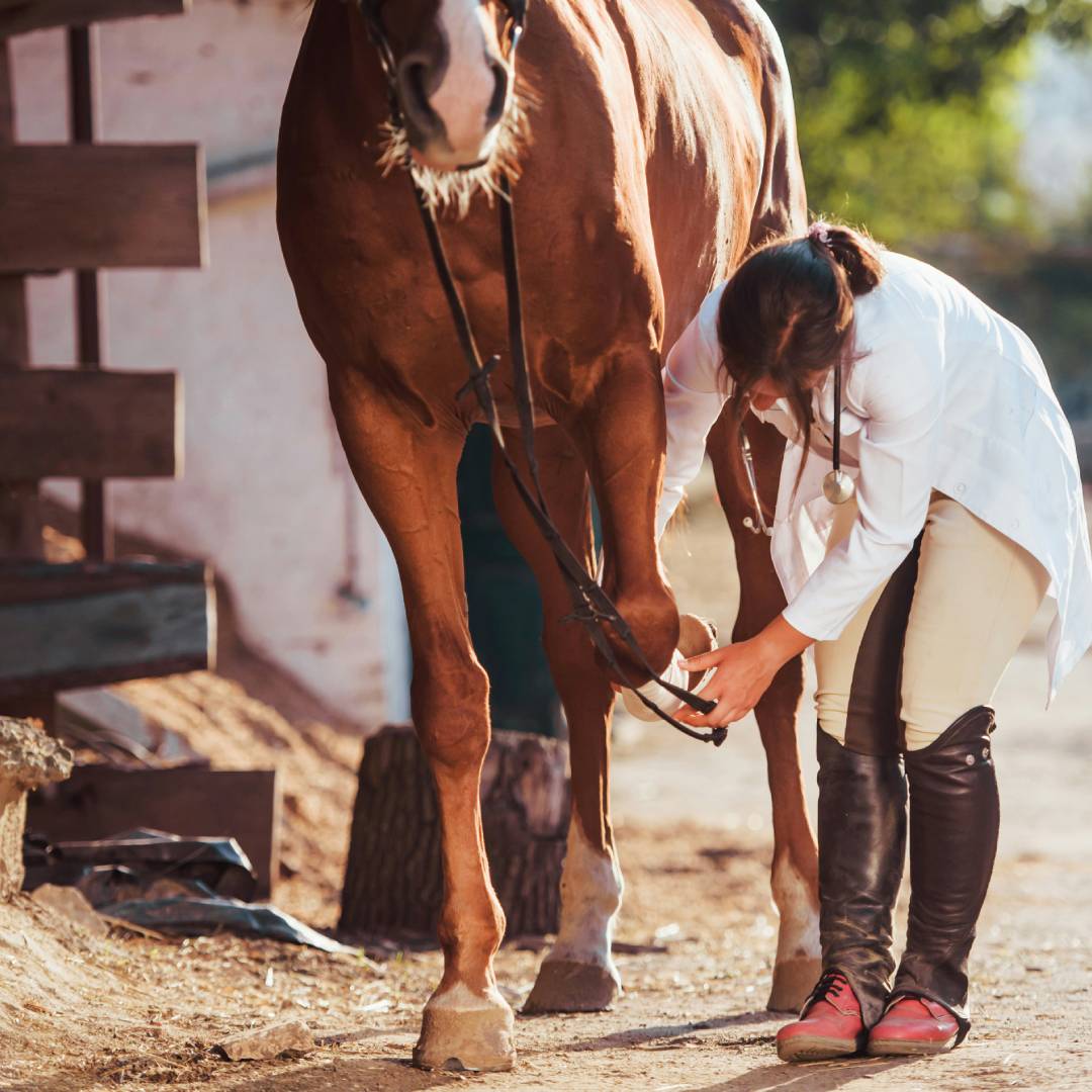Book a Mobile Veterinary Appointment