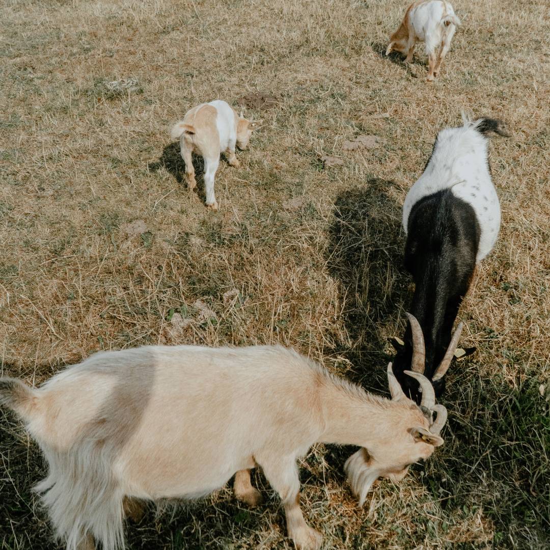 Small Ruminant Veterinary Services