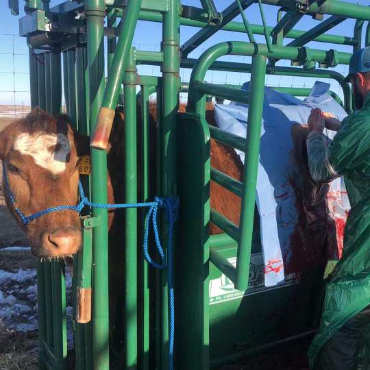 Cow undergoing surgery