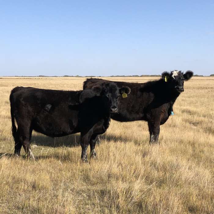 Cattle with yellow tags in field