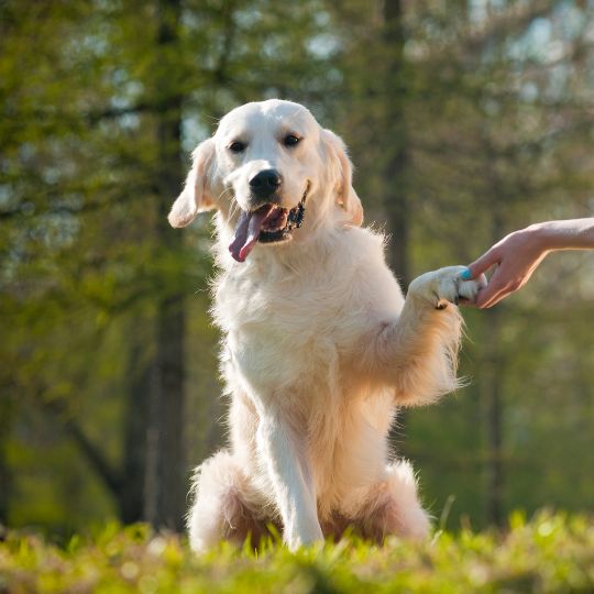 Cute dog offering handshake outdoors Cute dog offering handshake outdoors