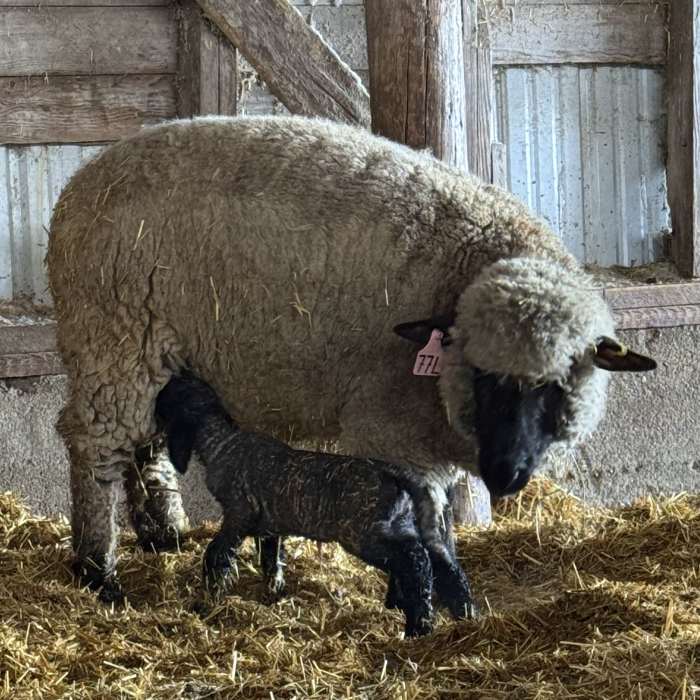 Ewe with lamb feeding