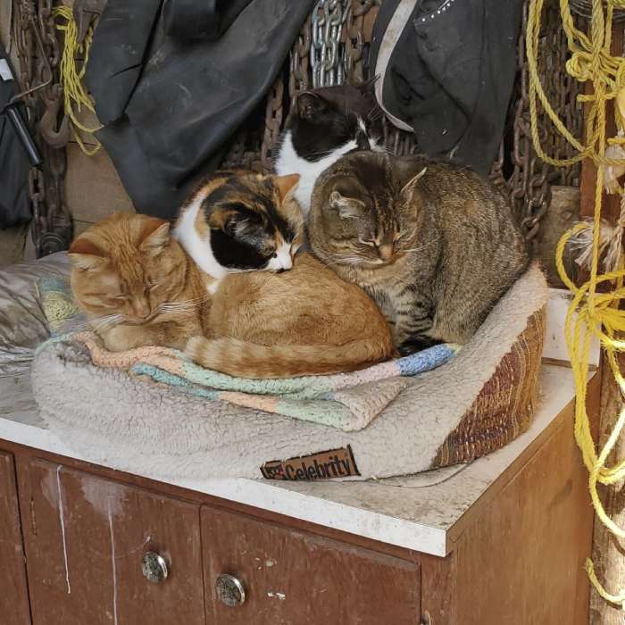 Four cats sleeping in pet bed