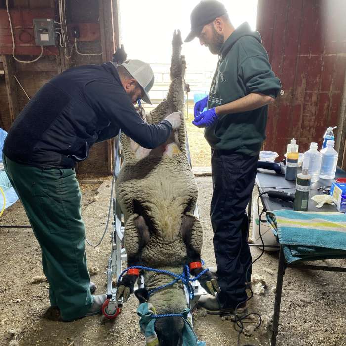 Vet examines sheep on stand
